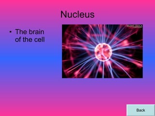 Nucleus The brain of the cell Back 