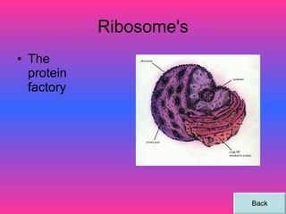 Ribosome's The protein factory Back 