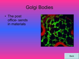 Golgi Bodies The post office- sends in materials Back 
