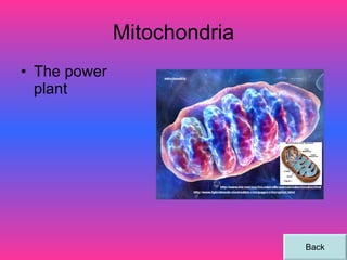 Mitochondria The power plant Back 