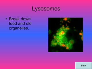 Lysosomes Break down food and old organelles. Back 