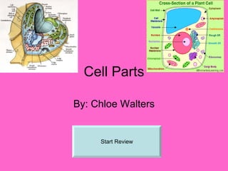 Cell Parts By: Chloe Walters Start Review 
