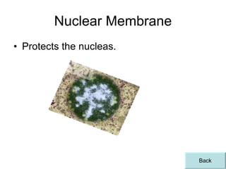 Nuclear Membrane Protects the nucleas. Back