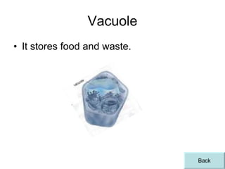 Vacuole It stores food and waste. Back