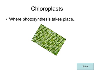 Chloroplasts Where photosynthesis takes place. Back