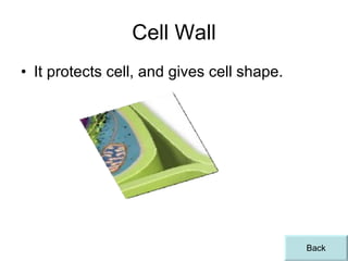 Cell Wall It protects cell, and gives cell shape. Back