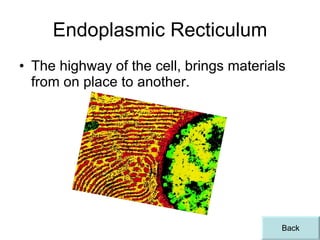 Endoplasmic Recticulum The highway of the cell, brings materials from on place to another. Back