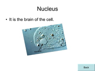Nucleus It is the brain of the cell. Back