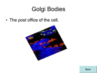 Golgi Bodies The post office of the cell. Back
