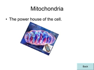 Mitochondria The power house of the cell. Back