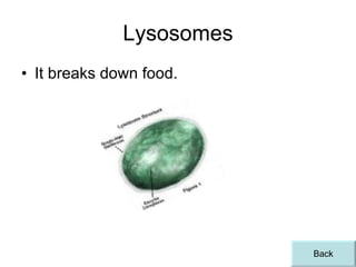 Lysosomes It breaks down food. Back