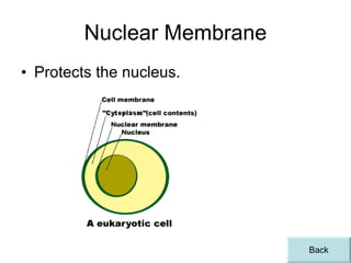 Nuclear Membrane Protects the nucleus. Back 