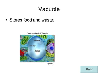 Vacuole Stores food and waste. Back 