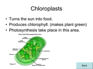 Chloroplasts Turns the sun into food. Produces chlorophyll. (makes plant green) Photosynthesis take place in this area. Back 