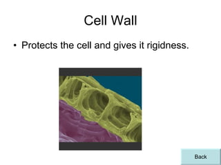 Cell Wall Protects the cell and gives it rigidness. Back 
