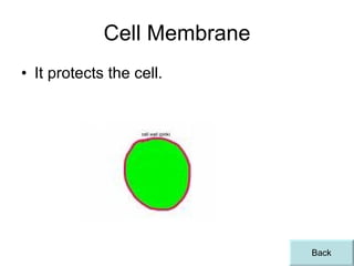 Cell Membrane It protects the cell. Back 