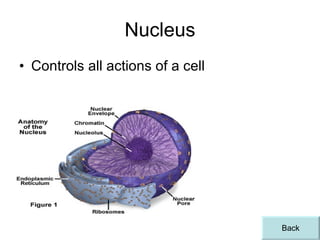 Nucleus Controls all actions of a cell Back 