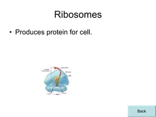 Ribosomes Produces protein for cell.  Back 