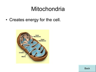 Mitochondria Creates energy for the cell. Back 