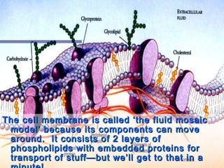 The cell membrane is called ‘the fluid mosaic
 model’ because its components can move
 around. It consists of 2 layers of
 phospholipids with embedded proteins for
 transport of stuff—but we’ll get to that in a
 