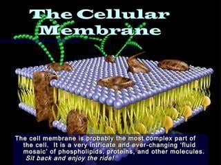 The Cellular
     Membrane




The cell membrane is probably the most complex part of
  the cell. It is a very intricate and ever-changing ‘fluid
  mosaic’ of phospholipids, proteins, and other molecules.
   Sit back and enjoy the ride!
 