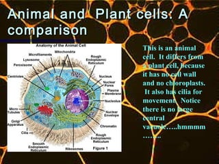 Animal and Plant cells: A
comparison
                  This is an animal
                  cell. It differs from
                  a plant cell, because
                  it has no cell wall
                  and no chloroplasts.
                   It also has cilia for
                  movement. Notice
                  there is no large
                  central
                  vacuole…..hmmmm
                  ……..
 