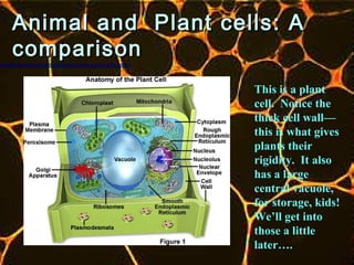 Animal and Plant cells: A
comparison
                    This is a plant
                    cell. Notice the
                    thick cell wall—
                    this is what gives
                    plants their
                    rigidity. It also
                    has a large
                    central vacuole,
                    for storage, kids!
                    We’ll get into
                    those a little
                    later….
 