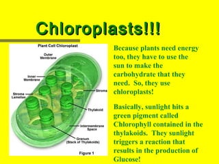 Chloroplasts!!!
         Because plants need energy
         too, they have to use the
         sun to make the
         carbohydrate that they
         need. So, they use
         chloroplasts!

         Basically, sunlight hits a
         green pigment called
         Chlorophyll contained in the
         thylakoids. They sunlight
         triggers a reaction that
         results in the production of
         Glucose!
 