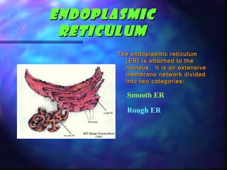 Endoplasmic
 Reticulum
       The endoplasmic reticulum
         (ER) is attached to the
         nucleus. It is an extensive
         membrane network divided
         into two categories:

          Smooth ER

          Rough ER
 