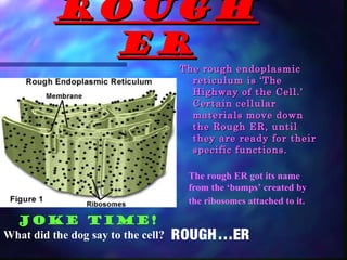 ROUGH
            ER
                                    The rough endoplasmic
                                      reticulum is ‘The
                                      Highway of the Cell.’
                                      Certain cellular
                                      materials move down
                                      the Rough ER, until
                                      they are ready for their
                                      specific functions.

                                     The rough ER got its name
                                     from the ‘bumps’ created by
                                     the ribosomes attached to it.

 JOKE TIME!
What did the dog say to the cell?   ROUGH…ER
 