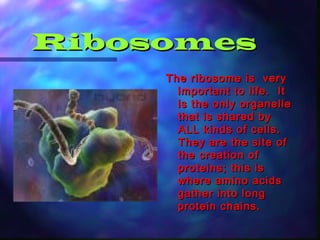 Ribosomes
     The ribosome is very
       important to life. It
       is the only organelle
       that is shared by
       ALL kinds of cells.
       They are the site of
       the creation of
       proteins; this is
       where amino acids
       gather into long
       protein chains.
 