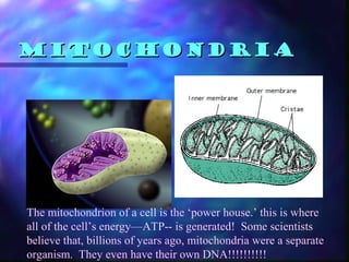 Mitochondria




The mitochondrion of a cell is the ‘power house.’ this is where
all of the cell’s energy—ATP-- is generated! Some scientists
believe that, billions of years ago, mitochondria were a separate
organism. They even have their own DNA!!!!!!!!!!
 