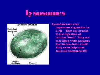 Lysosomes
     Lysosomes are very
       important organelles as
       well. They are crucial
       to the digestion of
       cellular ‘food.’ They are
       sacs filled with enzymes
       that break down stuff!
       They even help some
       cells kill themselves!!!!
 