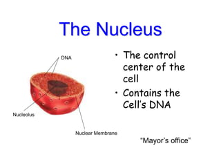 The Nucleus
• The control
center of the
cell
• Contains the
Cell’s DNA
DNA
Nuclear Membrane
Nucleolus
“Mayor’s office”
 