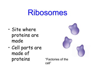 Ribosomes
• Site where
proteins are
made
• Cell parts are
made of
proteins “Factories of the
cell”
 