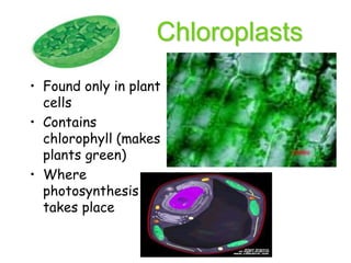 Chloroplasts
• Found only in plant
cells
• Contains
chlorophyll (makes
plants green)
• Where
photosynthesis
takes place
 