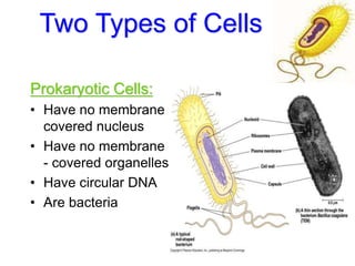 Two Types of Cells
Prokaryotic Cells:
• Have no membrane
covered nucleus
• Have no membrane
- covered organelles
• Have circular DNA
• Are bacteria
 
