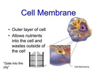 Cell Membrane
• Outer layer of cell
• Allows nutrients
into the cell and
wastes outside of
the cell
Cell Membrane
“Gate into the
city”
 