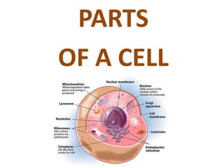 PARTS 
OF A CELL 
 