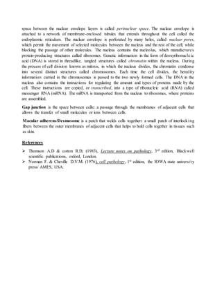 space between the nuclear envelope layers is called perinuclear space. The nuclear envelope is 
attached to a network of membrane-enclosed tubules that extends throughout the cell called the 
endoplasmic reticulum. The nuclear envelope is perforated by many holes, called nuclear pores, 
which permit the movement of selected molecules between the nucleus and the rest of the cell, while 
blocking the passage of other molecules. The nucleus contains the nucleolus, which manufacture s 
protein-producing structures called ribosomes. Genetic information in the form of deoxyribonucle ic 
acid (DNA) is stored in threadlike, tangled structures called chromatin within the nucleus. During 
the process of cell division known as mitosis, in which the nucleus divides, the chromatin condense 
into several distinct structures called chromosomes. Each time the cell divides, the heredity 
information carried in the chromosomes is passed to the two newly formed cells. The DNA in the 
nucleus also contains the instructions for regulating the amount and types of proteins made by the 
cell. These instructions are copied, or transcribed, into a type of ribonucleic acid (RNA) called 
messenger RNA (mRNA). The mRNA is transported from the nucleus to ribosomes, where proteins 
are assembled. 
Gap junction is the space between cells: a passage through the membranes of adjacent cells that 
allows the transfer of small molecules or ions between cells. 
Macular adherens/Desmosome is a patch that welds cells together: a small patch of interlocking 
fibers between the outer membranes of adjacent cells that helps to hold cells together in tissues such 
as skin. 
References 
 Thomson A.D & cotton R.D, (1983), Lecture notes on pathology, 3rd edition, Blackwell 
scientific publications, oxford, London. 
 Norman F. & Cheville D.V.M. (1976), cell pathology, 1st edition, the IOWA state univers it y 
press/ AMES, USA. 

