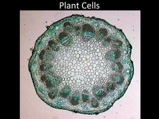 Plant Cells
 