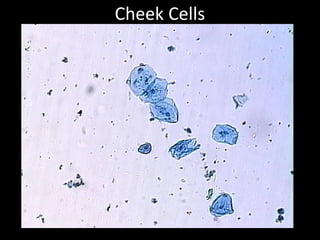 Cheek Cells
 