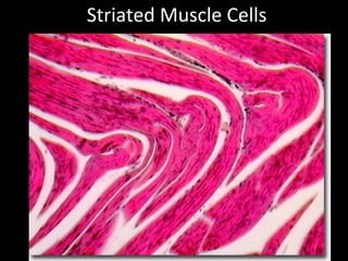 Striated Muscle Cells
 
