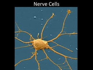Nerve Cells
 