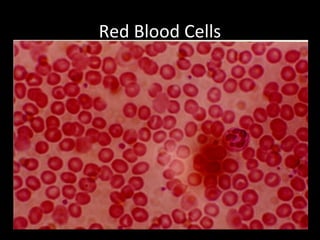 Red Blood Cells
 