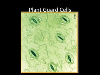 Plant Guard Cells
 