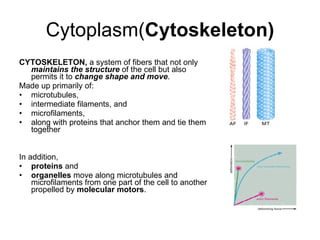 Cytoplasm( Cytoskeleton ) CYTOSKELETON,  a system of fibers that not only  maintains the structure  of the cell but also permits it to  change shape and move .  M ade up primarily of : microtubules,  intermediate filaments, and  microfilaments,  along with proteins that anchor them and tie them together In addition,  proteins  and  organelles  move along microtubules and microfilaments from one part of the cell to another propelled by  molecular motors . 