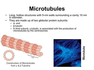 Microtubules L ong, hollow structures with 5-nm walls surrounding a cavity 15 nm in diameter.  They are made up of two globular protein subunits:  α - and  β -tubulin A third subunit,  γ -tubulin, is associated with the production of microtubules by the centrosomes  