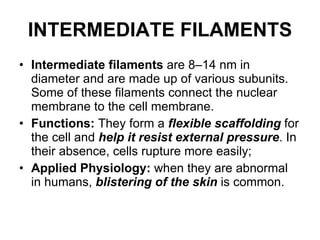 INTERMEDIATE FILAMENTS Intermediate filaments  are 8–14 nm in diameter and are made up of various subunits. Some of these filaments connect the nuclear membrane to the cell membrane.  Functions:  They form a  flexible scaffolding  for the cell and  help it resist external pressure . In their absence, cells rupture more easily;  Applied Physiology:  when they are abnormal in humans,  blistering of the skin  is common. 