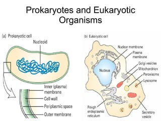 Prokaryotes and Eukaryotic Organisms 